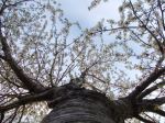 Wild Cherry In Spring