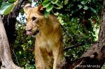 Magnificent Lion