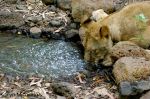 Lion Having A Drink