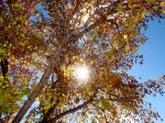 Autumn Glory