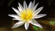 A White Lotus