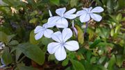 A Wild Flower
