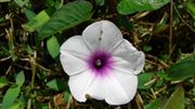 A Kankun Flower