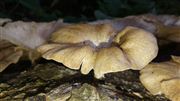 A Mushroom 