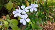 A Wild Flower