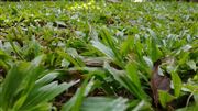 Grass In My Garden