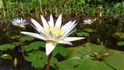 Lotus Flowers 