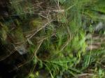 Nature In A Flash