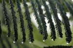 Droplets On The Leaves