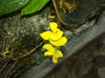 Beauty Of Color Yellow
