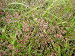 Monsson Dew Grassflowers