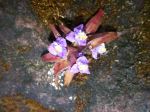 Nature Jewels On Rock