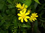 Flowers Senecio Grahami