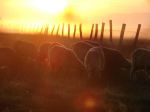 Sheeps On Sunrise