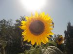 Sun And Sunflower