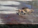 Simply Crabby