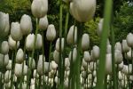 In The Forest Of Tulips