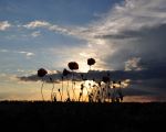 Sunset And Flowers