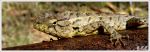 The Killer Lizard