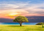 Nature Beauty