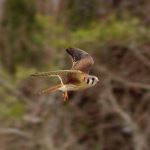 American Kestral