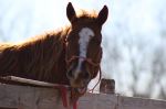 Goofy Horse