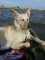 Happy Dog