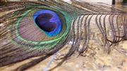 Peacock Feather On The Floor