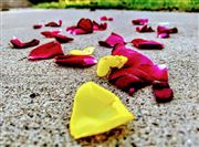 Scattered Petals