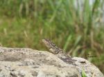 Hill Station Chameleon