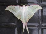 Leaf Butterfly