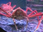 Lion Crab