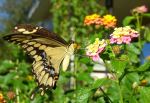 Butterfly Beauty