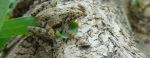 Frog Hiding