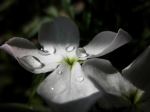 Drops On Petals