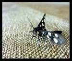 Moth On A Canvas