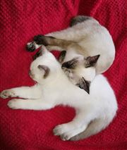 Little Bit Of Love