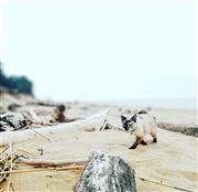Sea Cat