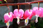 A Row Of Blooms