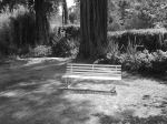 Bench In The Garden
