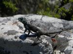 Table Mountain Lizzard 