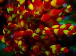 Candy Corn