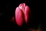 Dark Tulip