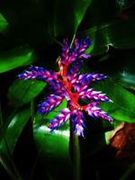Flames Of Purple