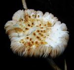 Fungi