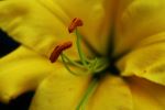 Bugs View