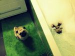 Pug Clener
