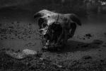 Skull Of Sheep On Lake