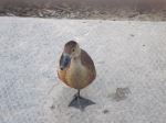 Young Sarus Crane