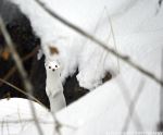 Long Tailed Weasel In Fresh Snow